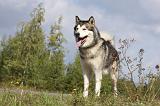 ALASKAN MALAMUTE 418